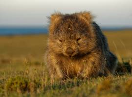 Know Your Destination – Highlights of Australia & New Zealand Cruise
