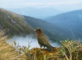 Kea spotted in Fiordland National Park, New Zealand