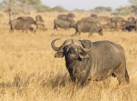 Know Your Destination – South Africa Safari Tour