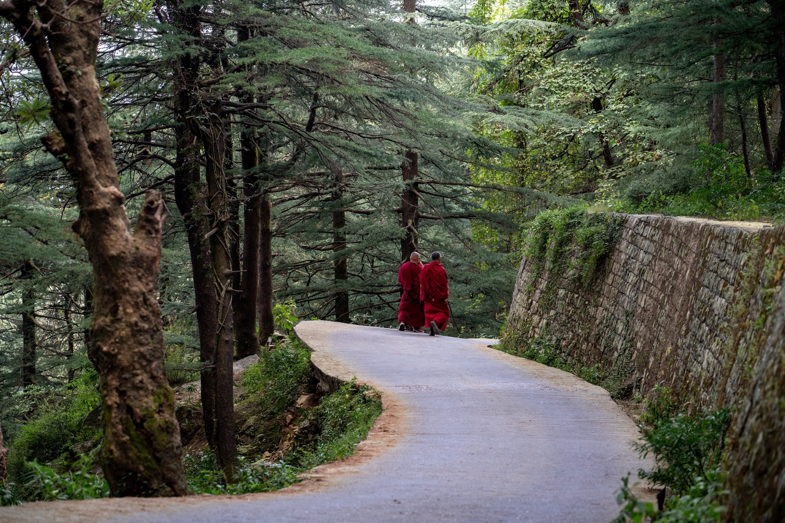 Zwei in rote Gewänder gehüllte Mönche spazieren auf einer schmalen, von grünen Bäumen gesäumten, Bergstraße in Dharamsala, Indien
