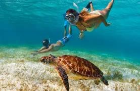 Snorkeling aux Caraïbes