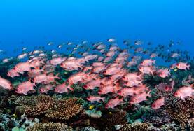 The Seychelles Challenge