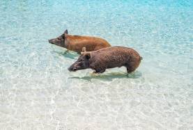 Abacos - pigs