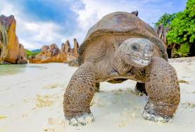 The Seychelles Challenge