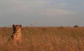 Gorillas & Masai Mara – Camping Reverse