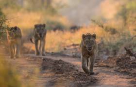 Lions on safari in South Africa