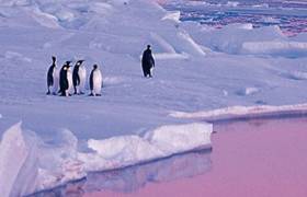 Spitsbergen Photographic Charter