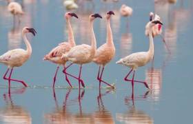 flamingos