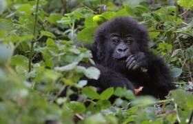 Uganda's Gorilla Census