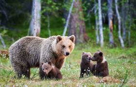 Bear Watching