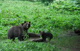 Wildlife Walks