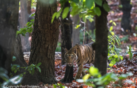 International Tiger Day