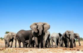 Elephants in Botswana