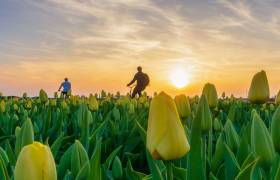 Holland Bike & Sail - Tulip Tour