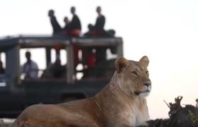 Lioness on the game drive