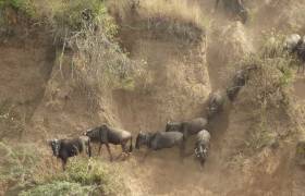 Migration in the Mara