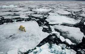 Polar bears on ice