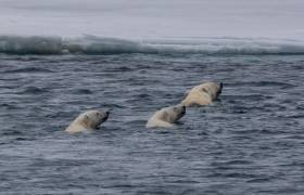 Spitsbergen charter 2018