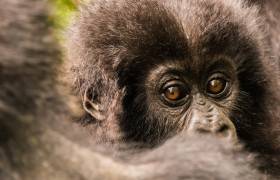 Gorillas, Rwanda