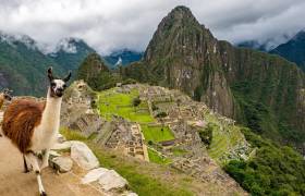 Llamas on the Inca Trail