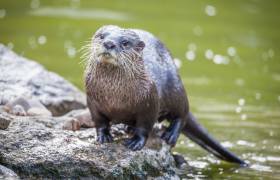 Otter playing in the water