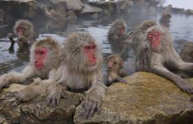 Snow Monkeys