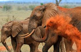 Elephants in Kenya