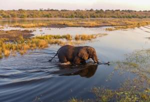 Wildlife & Wilderness of Botswana
