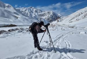 searching for snow leopards