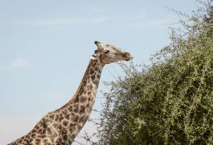 Botswana & Zimbabwe Lodge Safari