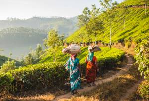 Kerala & the Tropical South