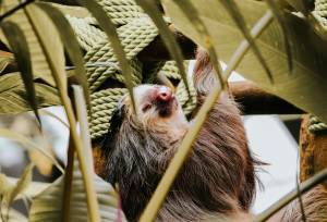 Monteverde Sloth Sanctuary