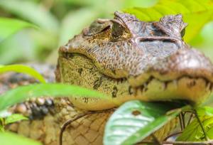 Tortuguero wildlife