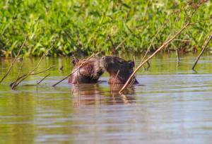 Pantanal – Land of the Jaguar