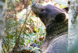 Whales & Bears of British Columbia