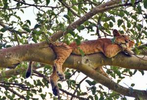 Chimps & Gorillas of Uganda