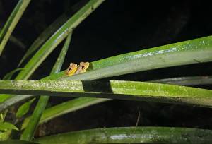 Esquinas Rainforest
