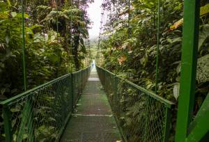 cloud forest of Santa Elena