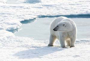 Northwest Passage: The Legendary Arctic Sea Route (Ocean Explorer)