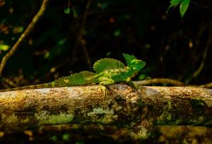 Costa Rica Adventure Family Holiday