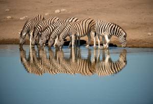 Etosha national Park, Namibia