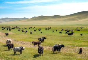 Discover Mongolia – Naadam Festival