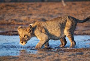 Namibian Family Adventurer