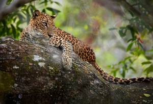 Sri Lanka In Style