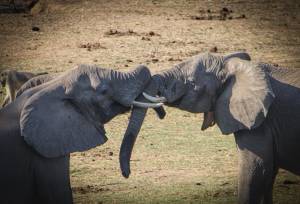 Zambezi Canoe Safari