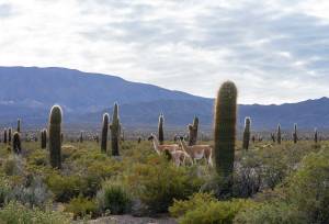 Cycle Chile & Argentina: Atacama to Salta