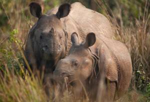 Chitwan Safari Add-on Tour