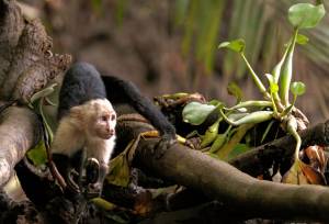 Costa Rica’s Coastal Secrets