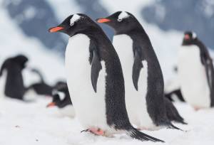 South Georgia and Antarctic Peninsula: Penguin Safari