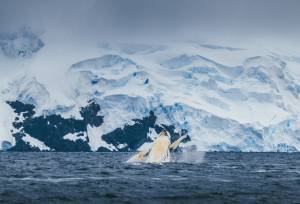 South Georgia and Antarctic Peninsula: Penguin Safari